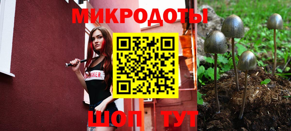 Псилоцибиновые грибы Psilocybe Ишим